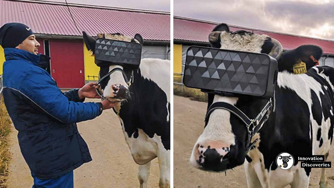 Russian Cows Are Using VR Headsets To Get Rid Of Anxiety