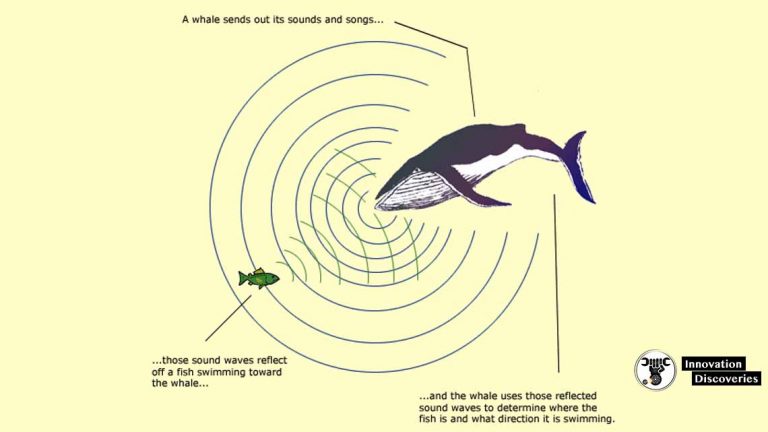 What Is Sonar? How Does It Work?