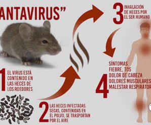 Hantavirus Takes The Life Of Chinese Man. Here Is All You Need To Know About This Virus