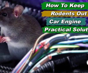 How To Keep Rodents Out Of Car Engine – Practical Solutions